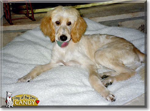 Candy, the Dog of the Day