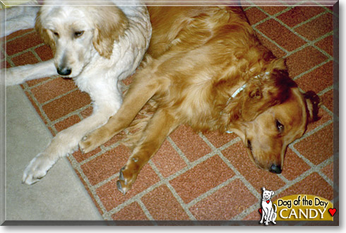 Candy, the Dog of the Day