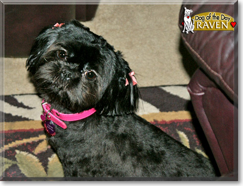 Raven, the Dog of the Day Raven, the Dog of the Day