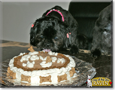 Raven, the Dog of the Day Raven, the Dog of the Day