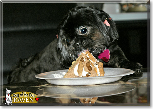 Raven, the Dog of the Day Raven, the Dog of the Day