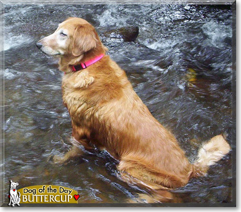 Buttercup, the Dog of the Day Buttercup, the Dog of the Day