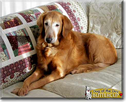 Buttercup, the Dog of the Day Buttercup, the Dog of the Day