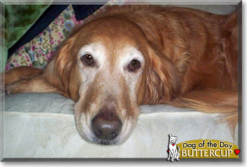 Buttercup, the Dog of the Day Buttercup, the Dog of the Day