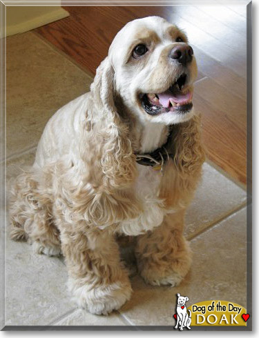 Doak, the Dog of the Day