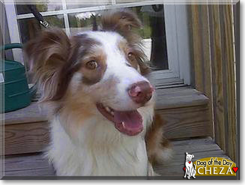 Cheza, the Dog of the Day