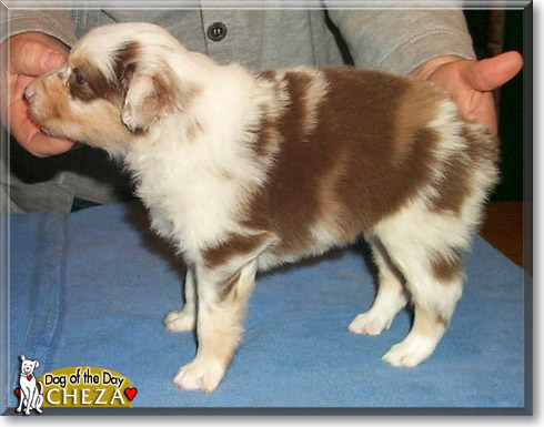 Cheza, the Dog of the Day
