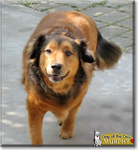 Murphy, the Dog of the Day