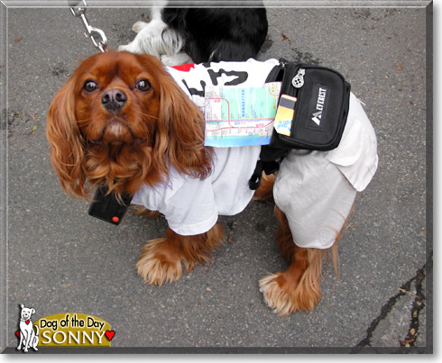 Sonny, the Dog of the Day