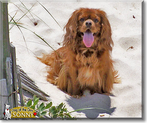 Sonny, the Dog of the Day