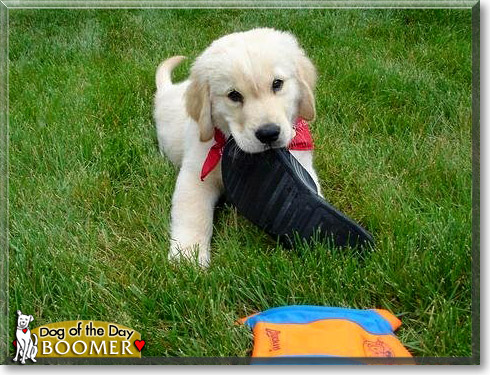 Boomer, the Dog of the Day