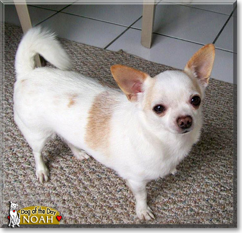 Noah, the Dog of the Day