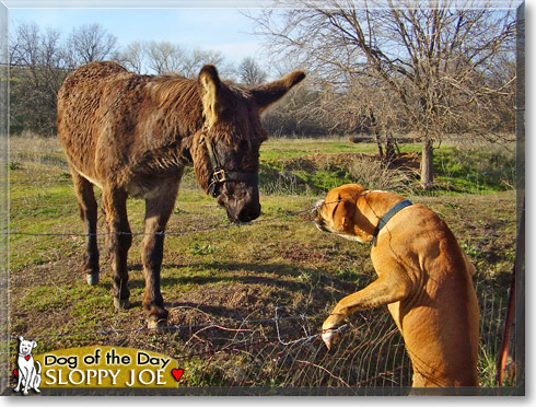 Sloppy Joe, the Dog of the Day