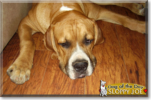 Sloppy Joe, the Dog of the Day