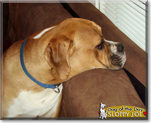 Sloppy Joe, the Dog of the Day