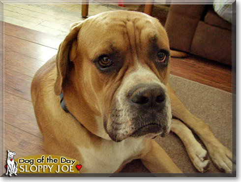 Sloppy Joe, the Dog of the Day