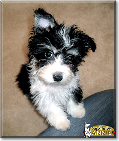 Annie, the Dog of the Day