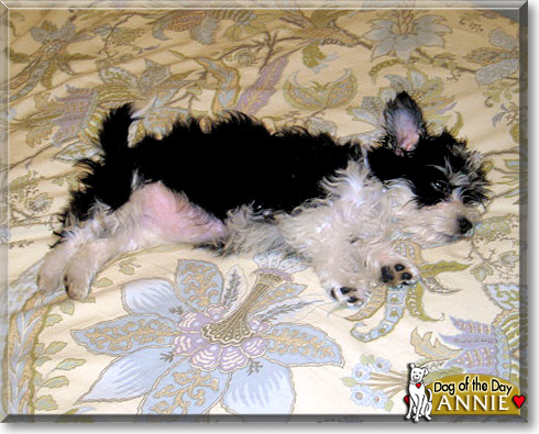 Annie, the Dog of the Day