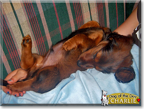 Charlie, the Dog of the Day