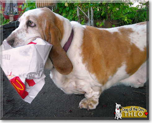 Theo, the Dog of the Day