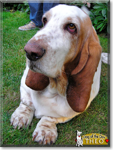 Theo, the Dog of the Day