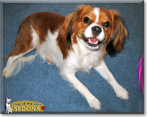 Sedona, the Dog of the Day