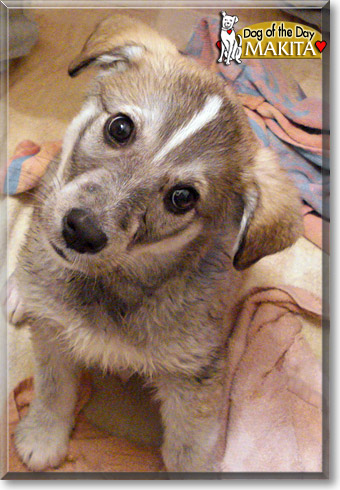 Makita, the Dog of the Day