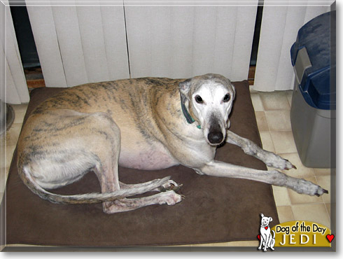 Jedi, the Dog of the Day