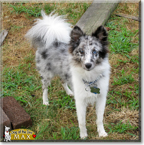 Max, the Dog of the Day