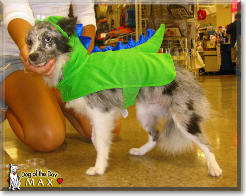 Max, the Dog of the Day