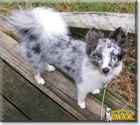 Max, the Dog of the Day