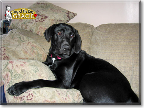 Gracie, the Dog of the Day