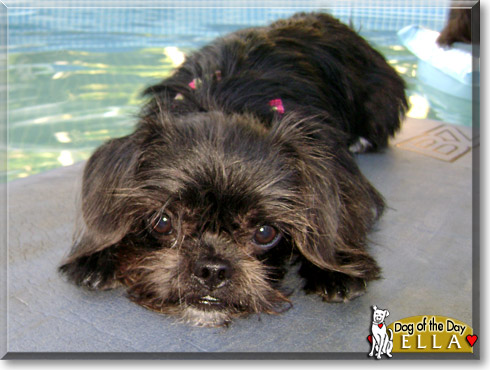 Ella, the Dog of the Day