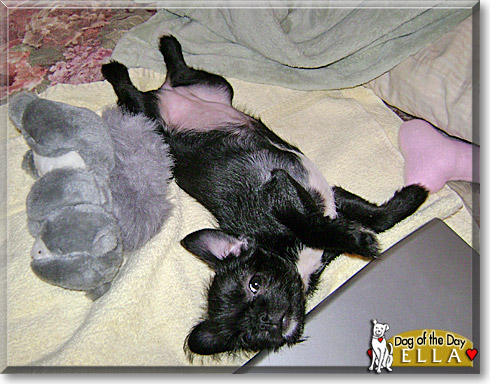 Ella, the Dog of the Day