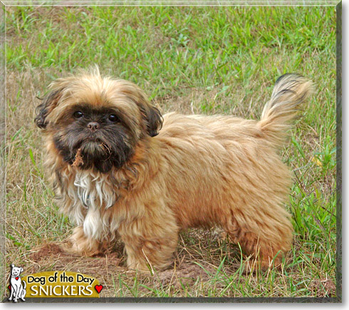 Snickers, the Dog of the Day