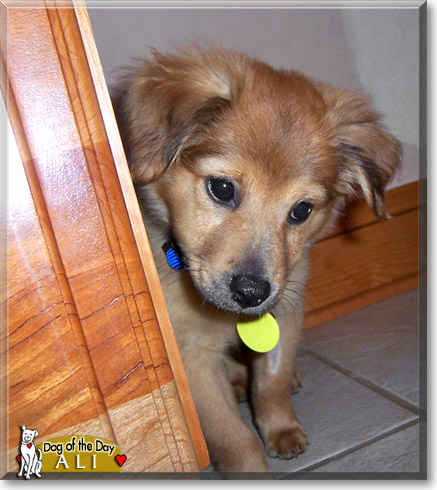 Ali, the Dog of the Day
