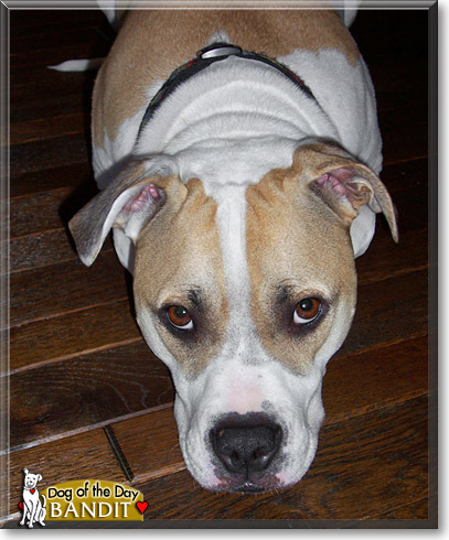 Bandit, the Dog of the Day