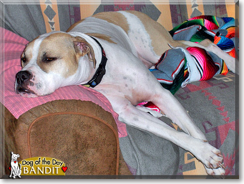 Bandit, the Dog of the Day