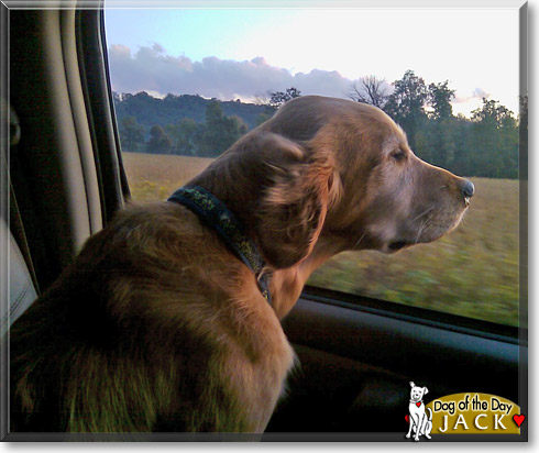 Jack, the Dog of the Day Jack, the Dog of the Day