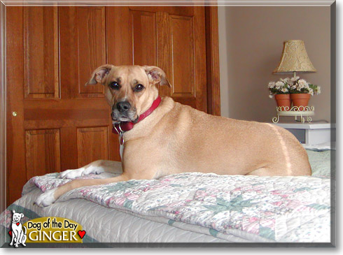 Ginger, the Dog of the Day Ginger, the Dog of the Day