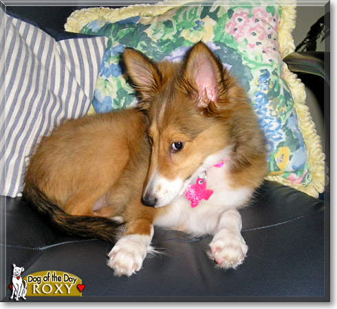 Boomer, the Dog of the Day