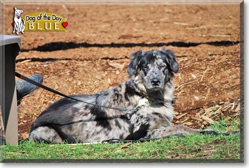 Blue, the Dog of the Day Blue, the Dog of the Day