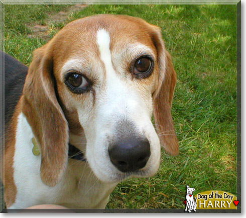 Harry, the Dog of the Day