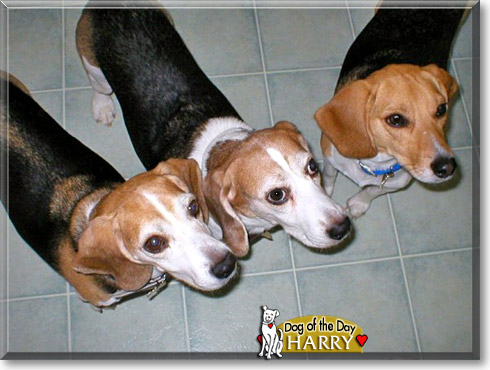 Harry, the Dog of the Day