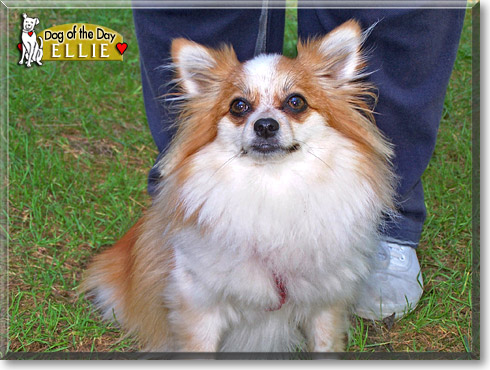 Eldora, the Dog of the Day
