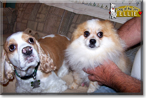 Eldora, the Dog of the Day