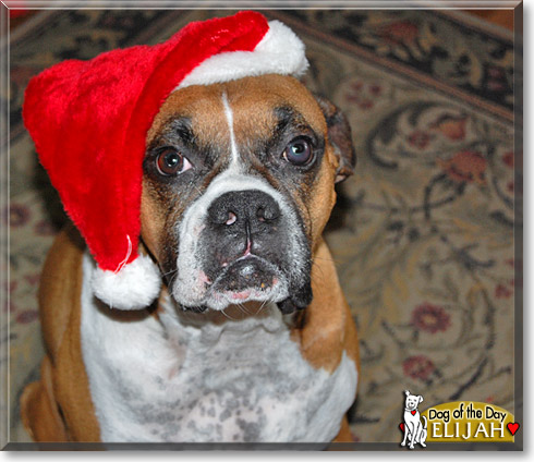Elijah, the Dog of the Day