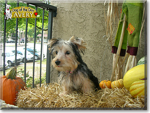 Avery, the Dog of the Day Avery, the Dog of the Day
