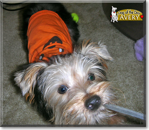 Avery, the Dog of the Day Avery, the Dog of the Day