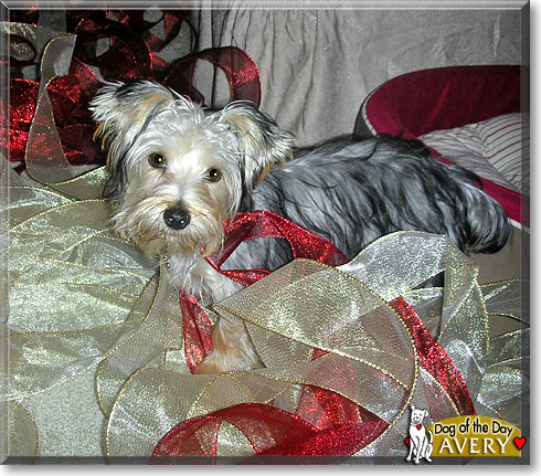Avery, the Dog of the Day Avery, the Dog of the Day
